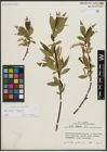 Foto von Salix alba L. x Salix fragilis L.